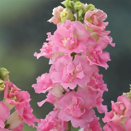 Snapdragon Legend Double Pink