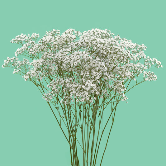 Gypsophila 'Pearl's Petite'