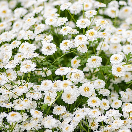 Feverfew Tetra White