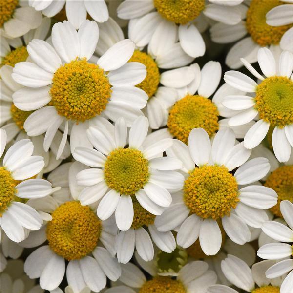 Feverfew Vegmo Single