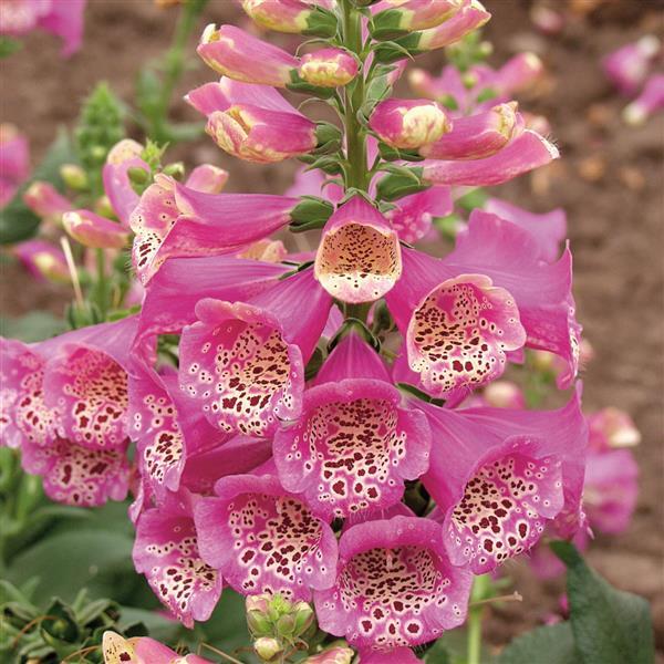 Foxglove Camelot Rose