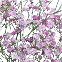 Gypsophila 'Pearl's Pink'