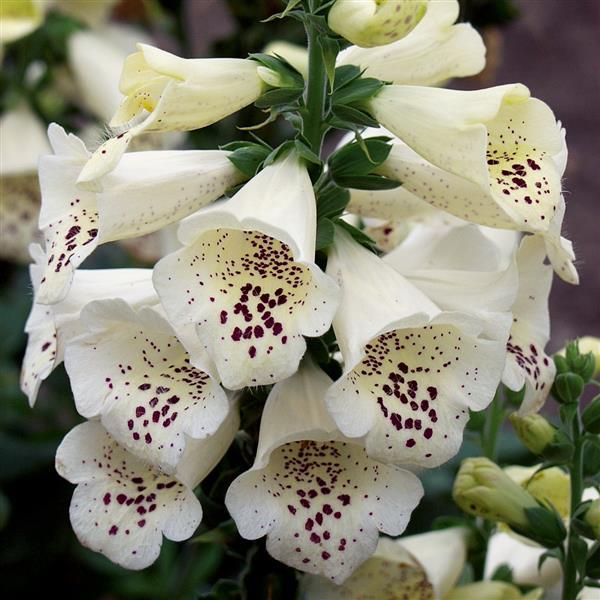 Foxglove Camelot Cream