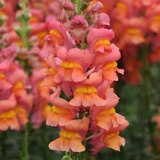Snapdragon Potomac Orange