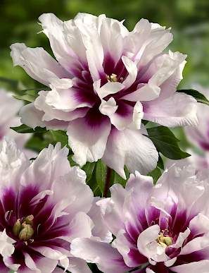 Peony Root- Cora Louise- 1 Bare Root