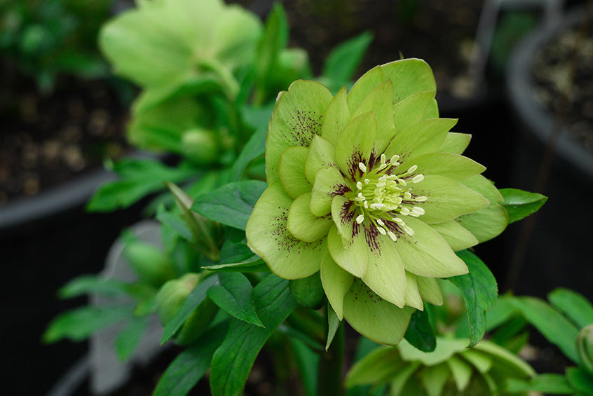 Hellebore 'Winter Jewels Jade Tiger'