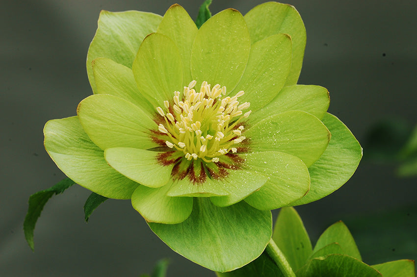 Hellebore 'Winter Jewels Jade Tiger'