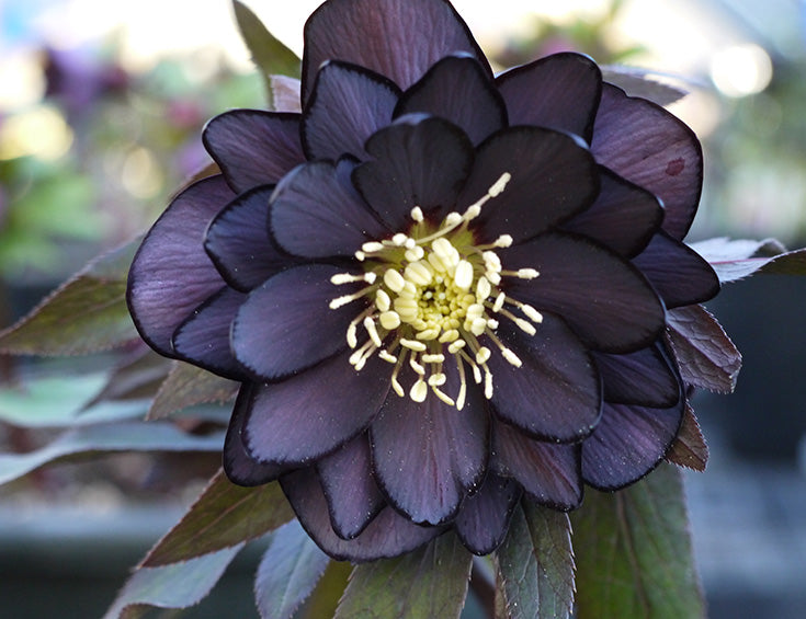 Hellebore 'Winter Jewels Onyx Odyssey'