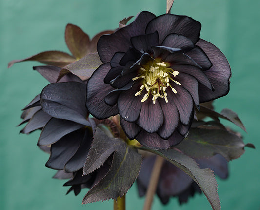 Hellebore 'Winter Jewels Onyx Odyssey'