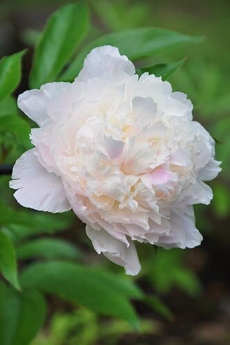 Peony - Shirley Temple- 1 Bare Root