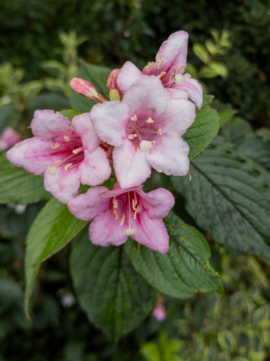 Quart - Weigela florida Polka