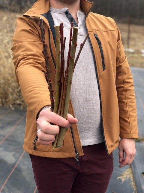 Pussywillow 'Japanese Fantail'