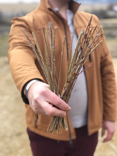 Pussywillow 'Heirloom Purple'