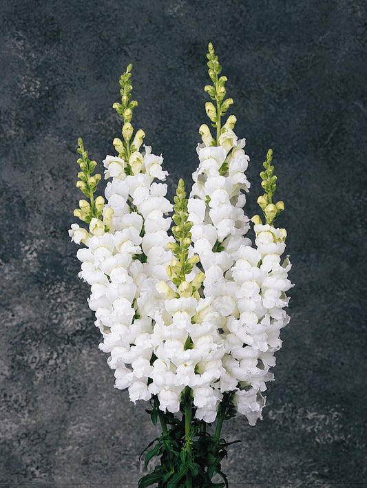 Snapdragon 'Monaco White'