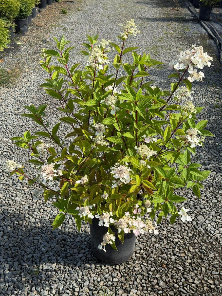 Quart Shrub - Hydrangea paniculata 'Wim's Red'