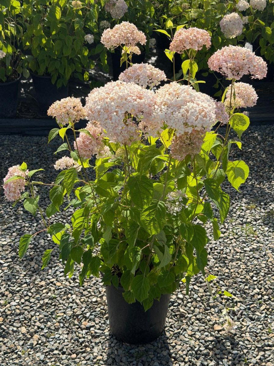 Quart - Hydrangea 'Candybelle Marshmallow'