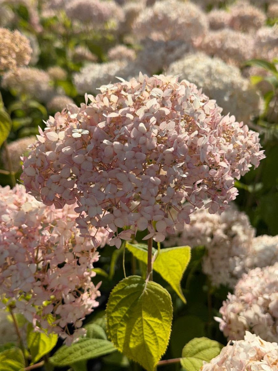 Quart - Hydrangea 'Candybelle Marshmallow'