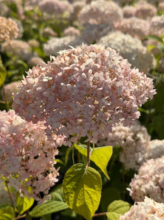Quart - Hydrangea arborescens 'Candybelle Marshmallow'