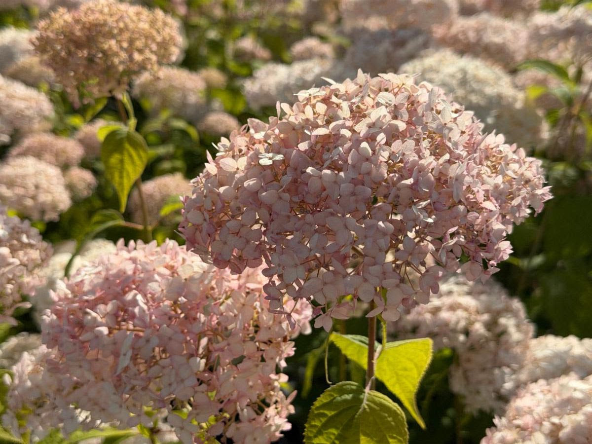 Quart - Hydrangea 'Candybelle Marshmallow'