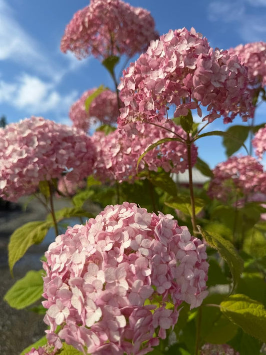 Quart - Hydrangea arborescens 'Candybelle Cotton Candy'