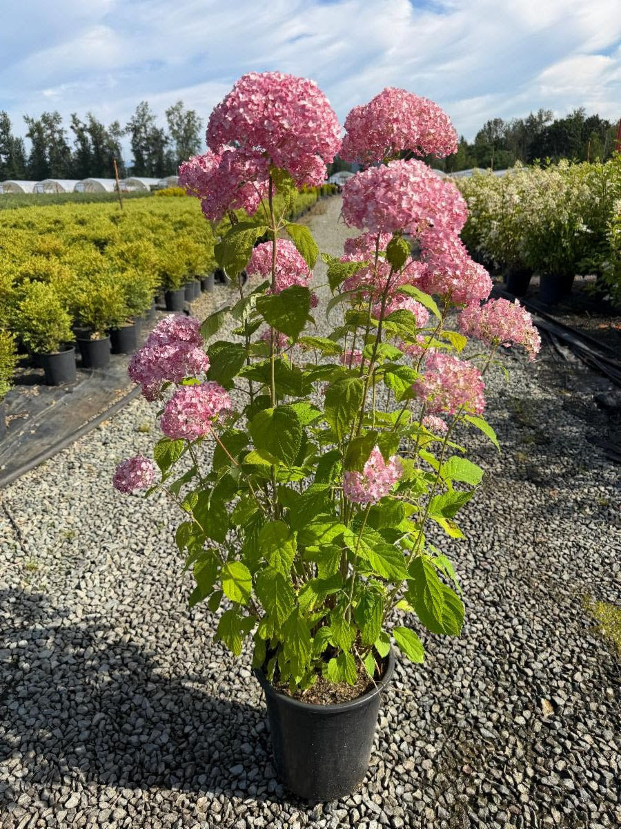 Quart - Hydrangea 'Candybelle Cotton Candy'