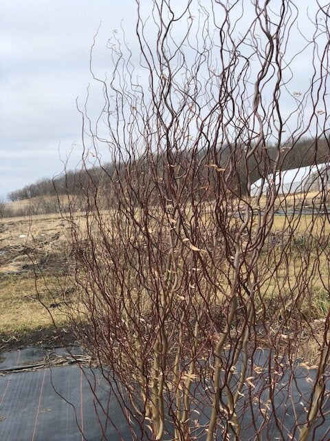 Curly Willow 'Burgundy'