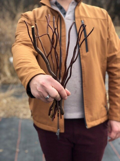 Curly Willow 'Burgundy'