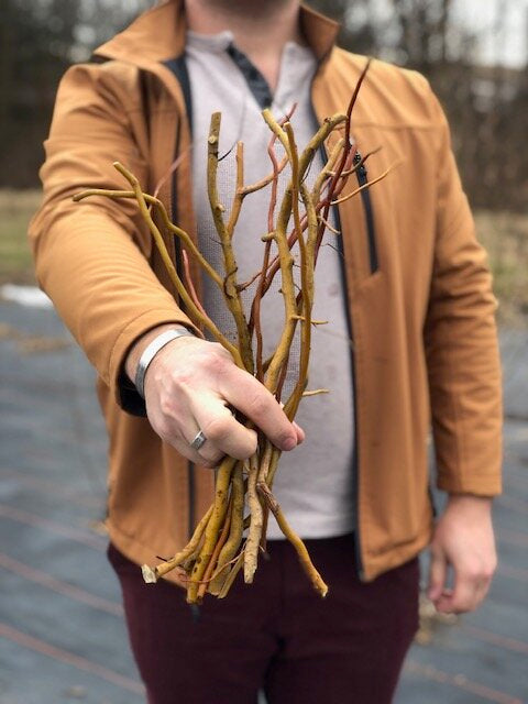 Curly Willow 'Super Curl Red'